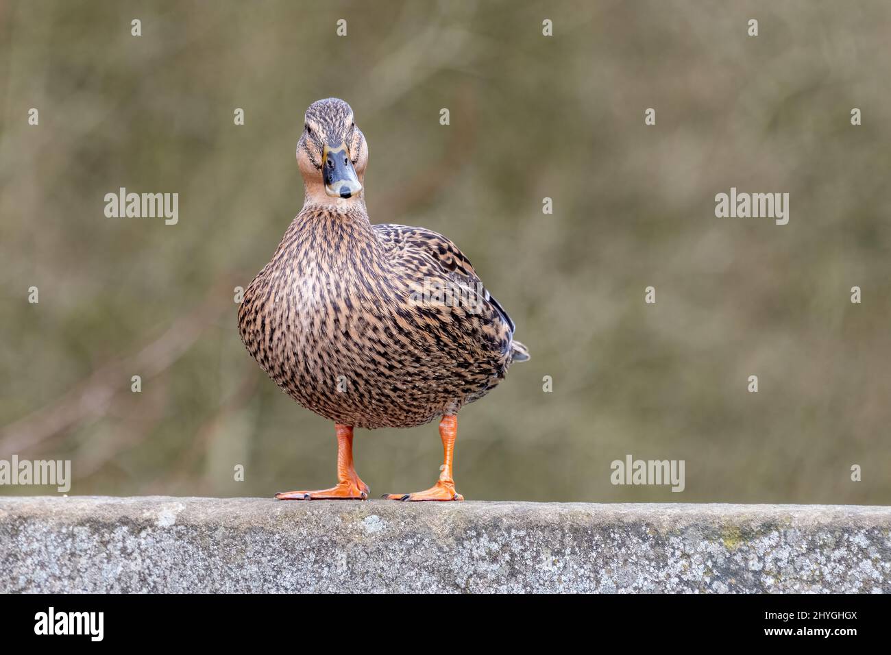 A close up portrait of a female mallard taken at eye level as she is standing on a stone ledge Stock Photo