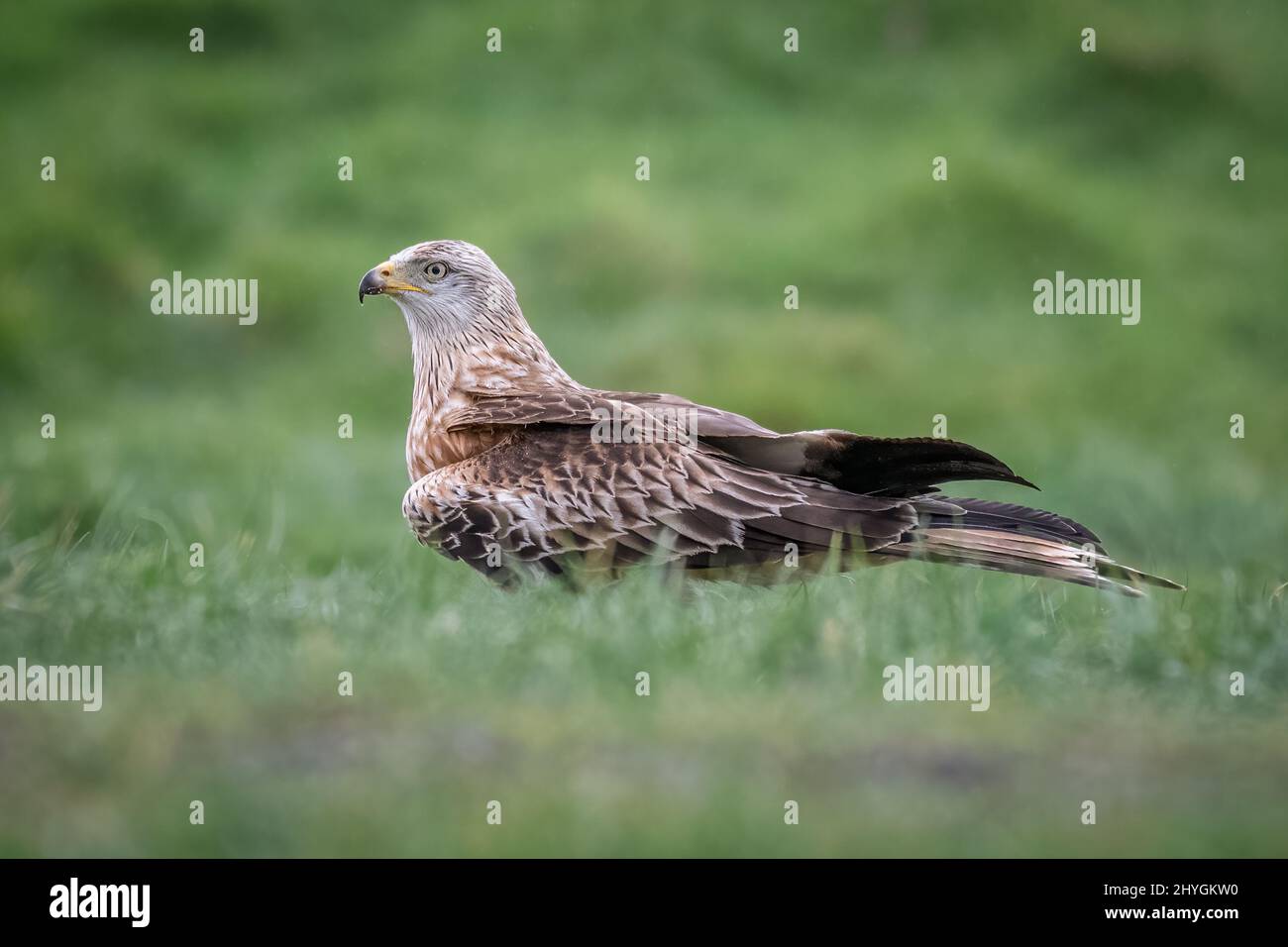 A close up portrait of a red kite, milvus milvus, standing on the grass with out of focus foreground and background Stock Photo