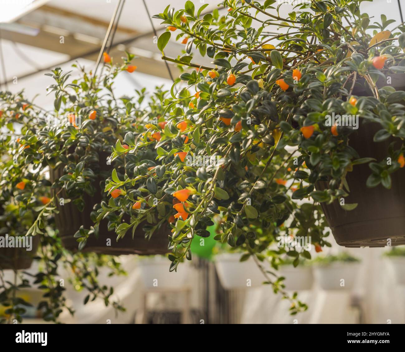 Natural view of goldfish plant hanging on the pots Stock Photo