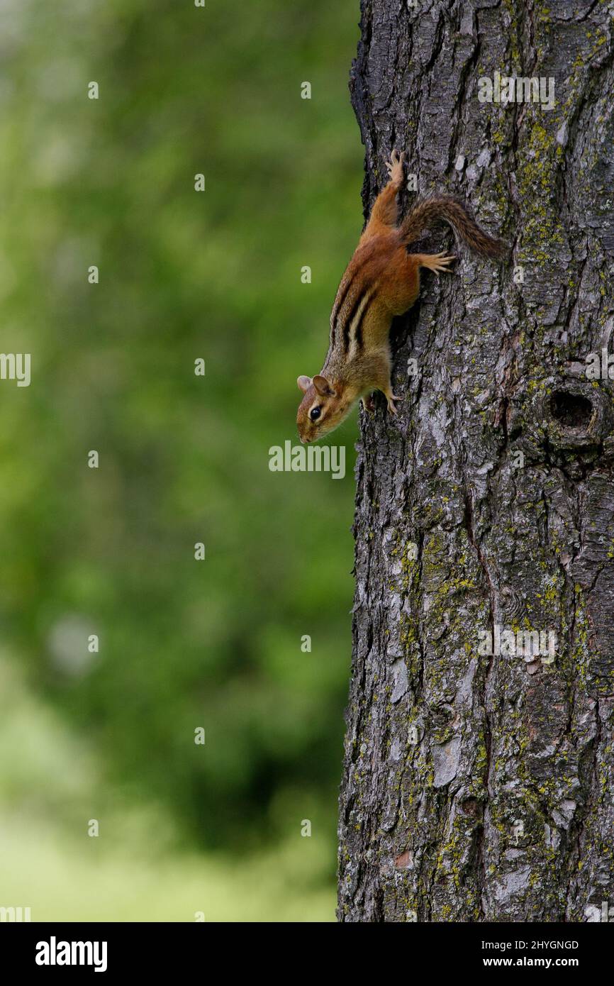 Closeup of a squirrel on a tree bark Stock Photo Alamy