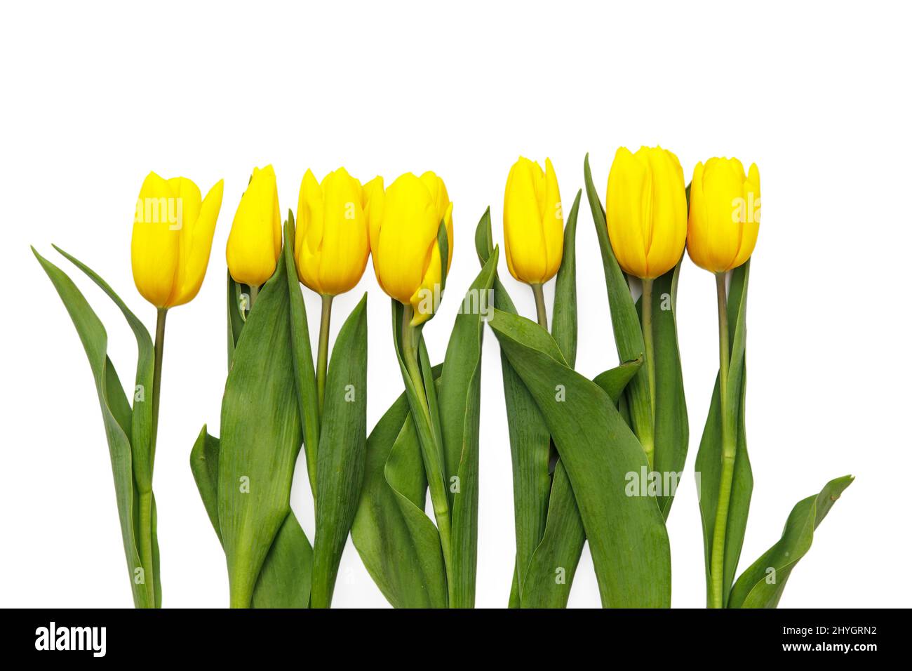 layout of yellow tulips on a white background Stock Photo - Alamy