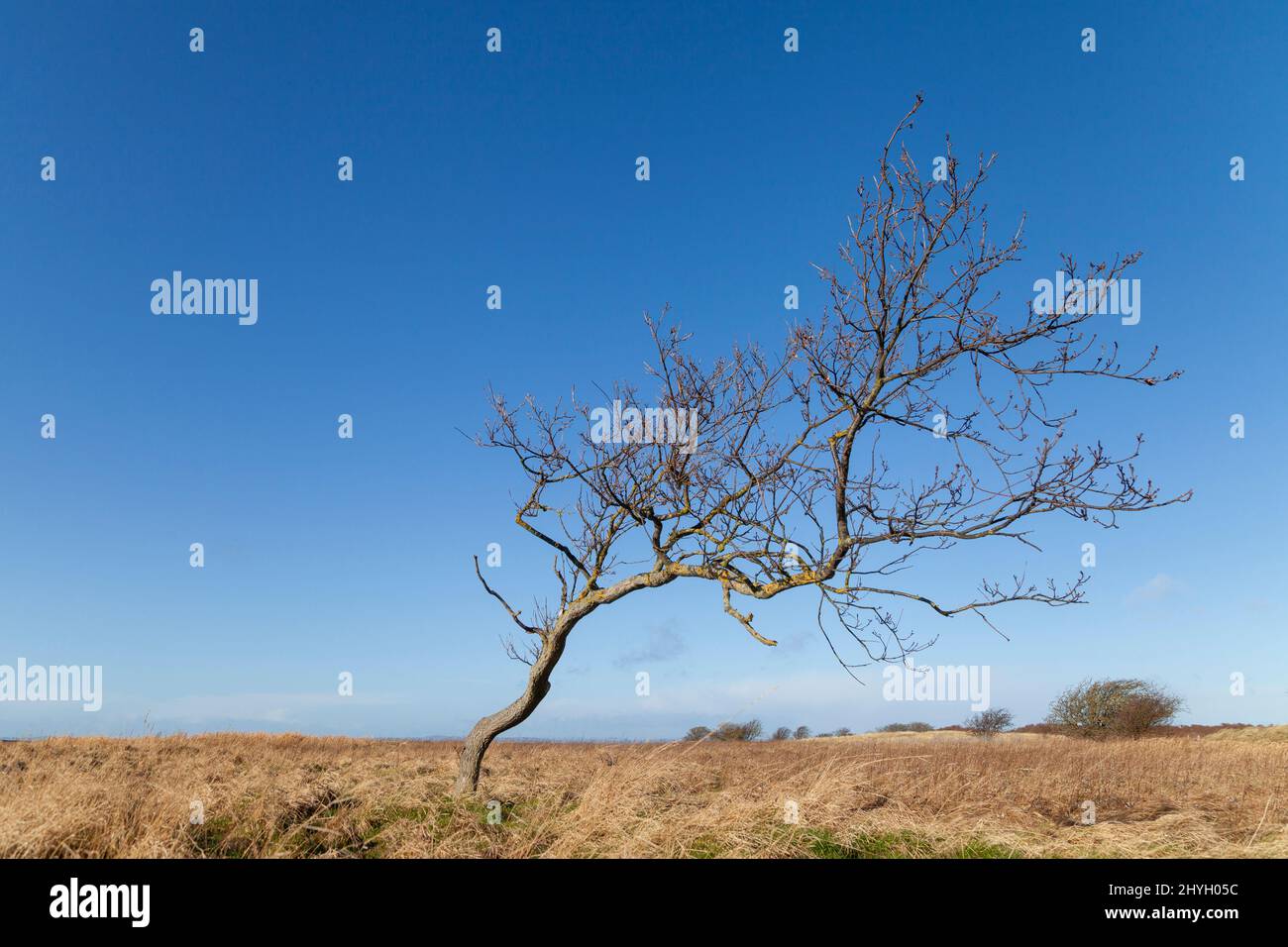 A windblown tree in Aberlady Bay Nature Reserve Stock Photo