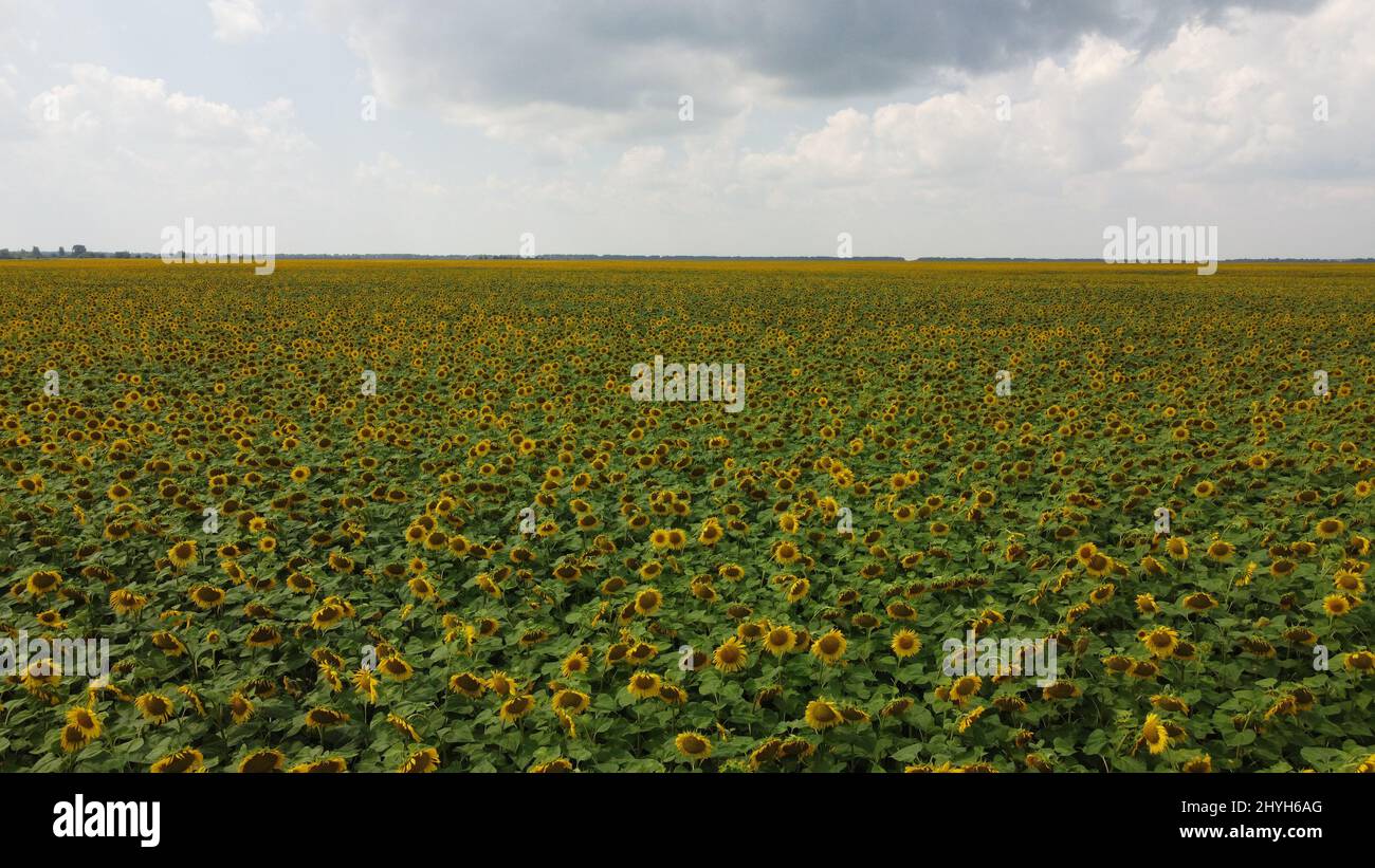 A field of sunflowers under a cloudy sky Stock Photo - Alamy