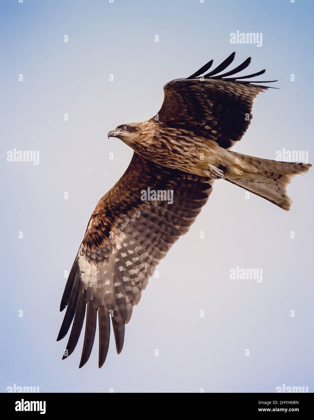 Japanese black-eared kite bird in flight spreading its wings Stock Photo
