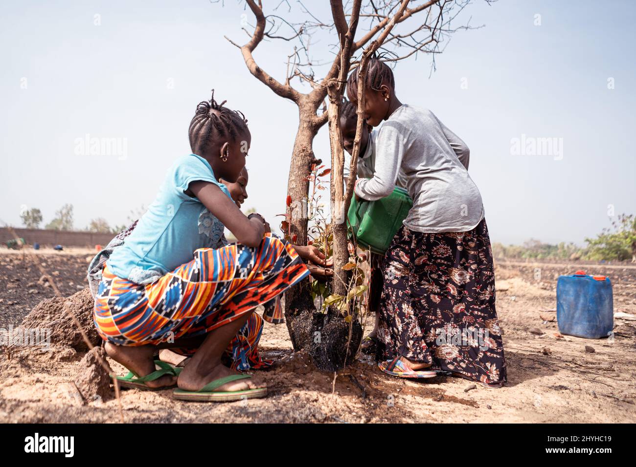 Brave little West African girls on a barren farmland trying to save a dying tree by pouring water over it; water scarcity concept; world water day Stock Photo