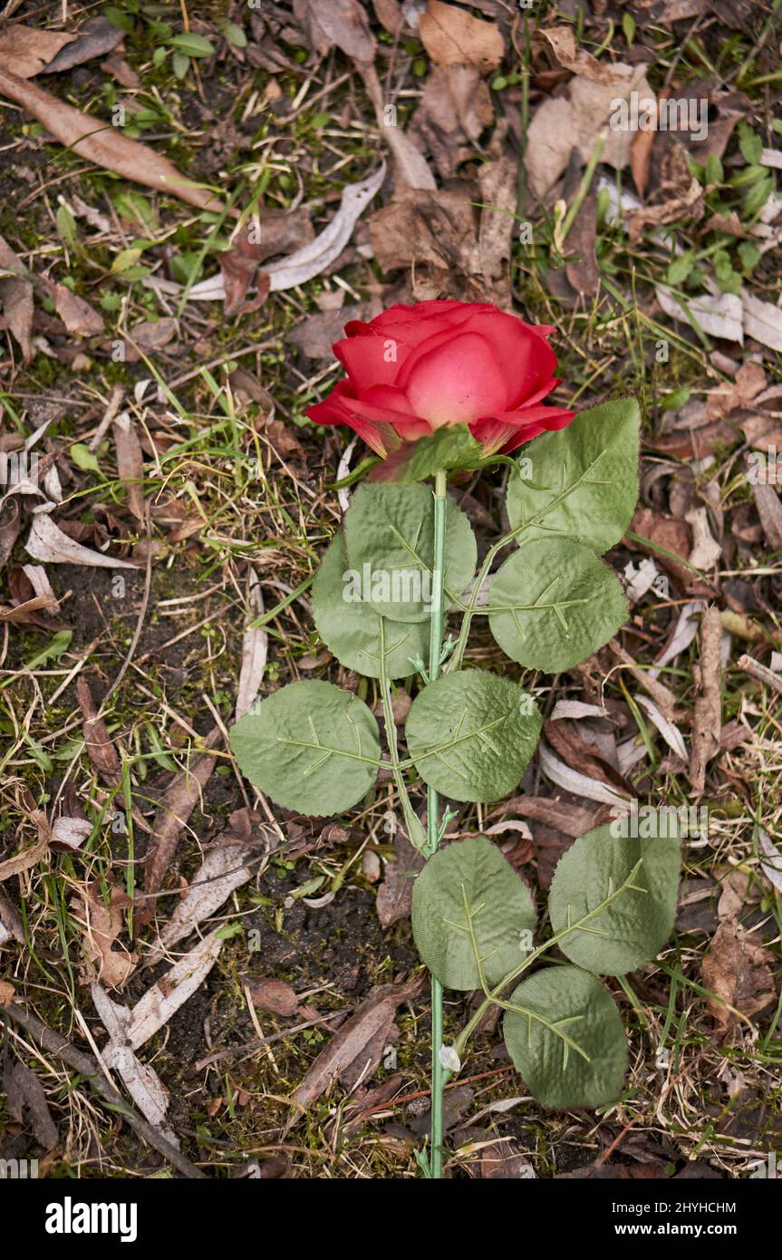 Plucked flower hi-res stock photography and images - Alamy