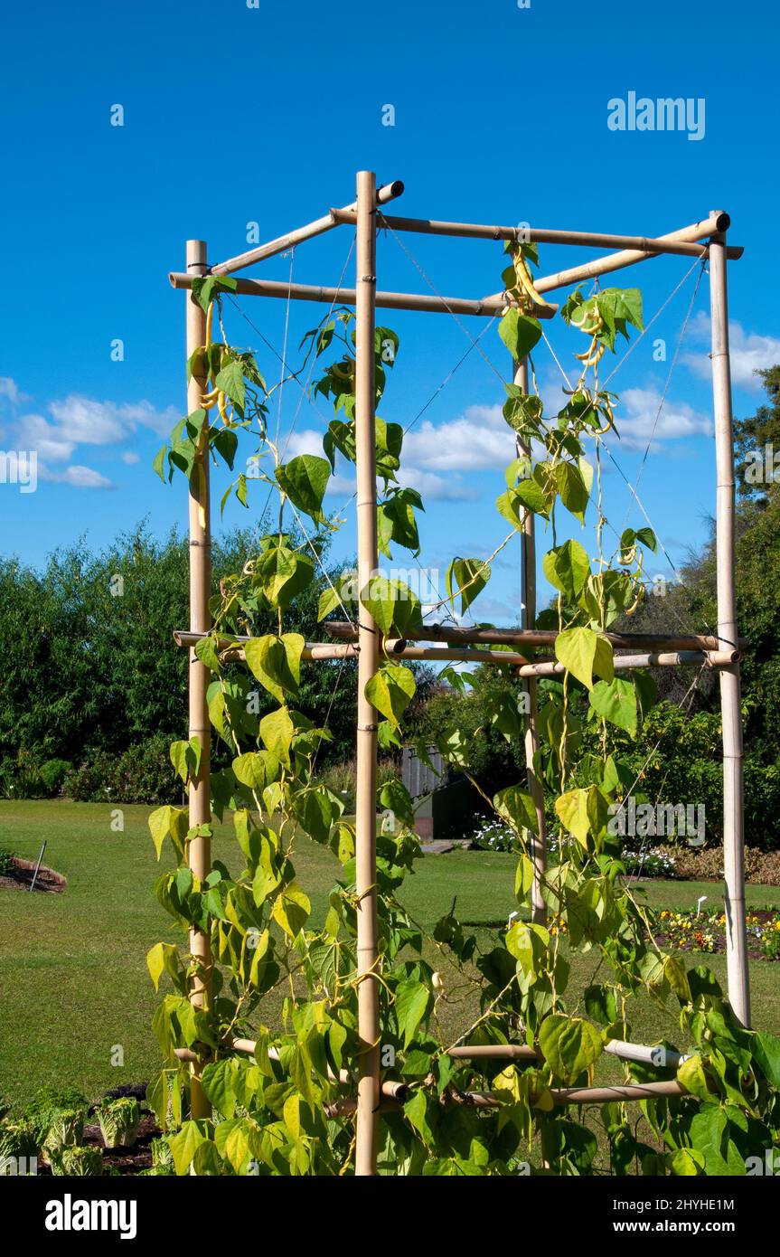 Climbing bean plant australia hires stock photography and images Alamy