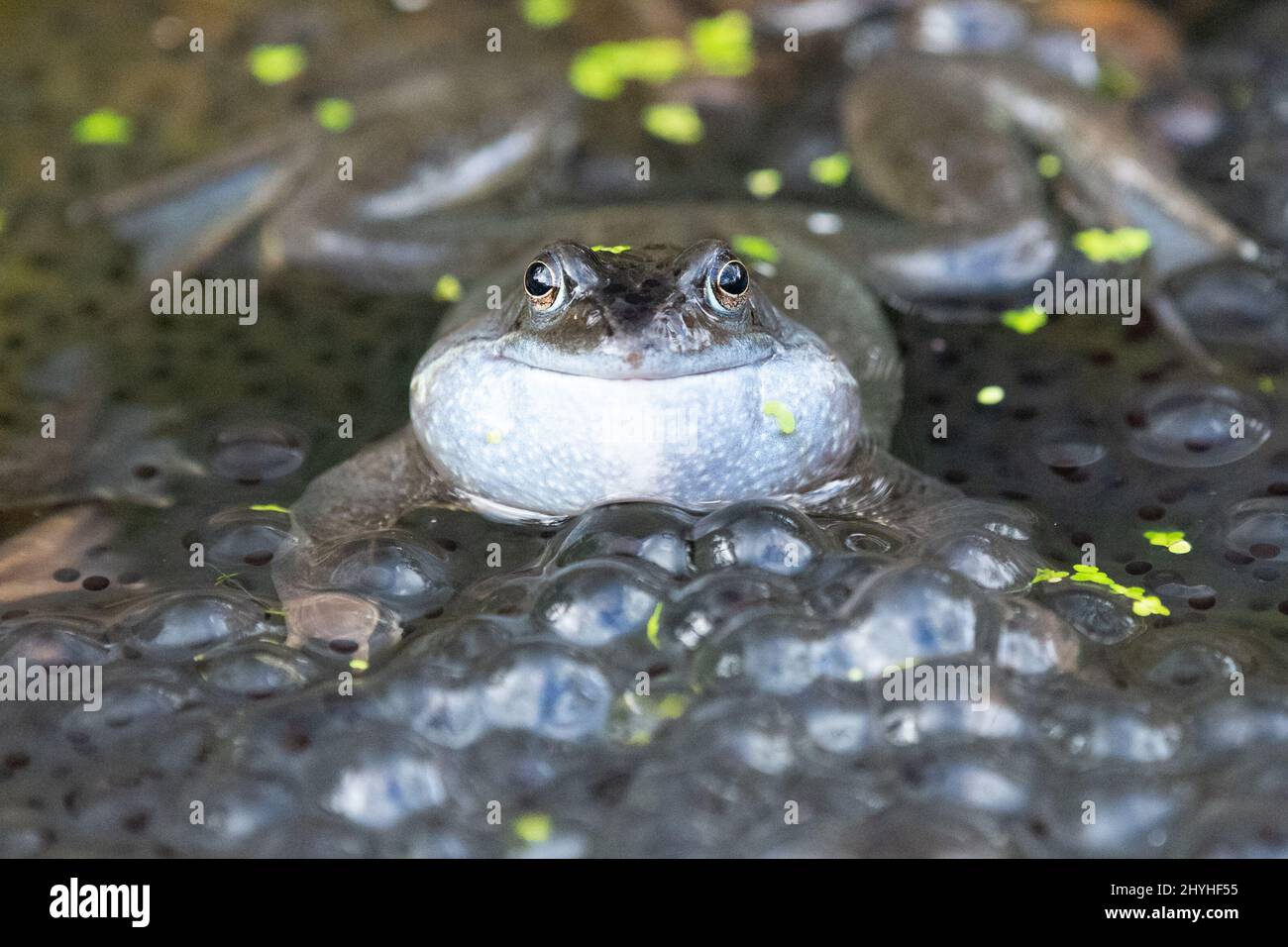 Male Common Frog with inflated vocal sac surrounded by frogspawn in garden wildlife pond - UK Stock Photo