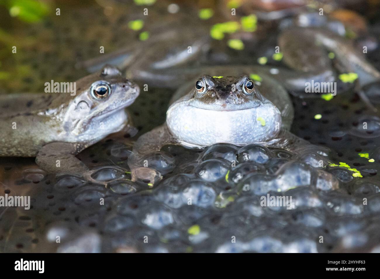Common frogs (rana temporaria) surrounded by frogspawn in spring in garden wildlife pond - UK Stock Photo