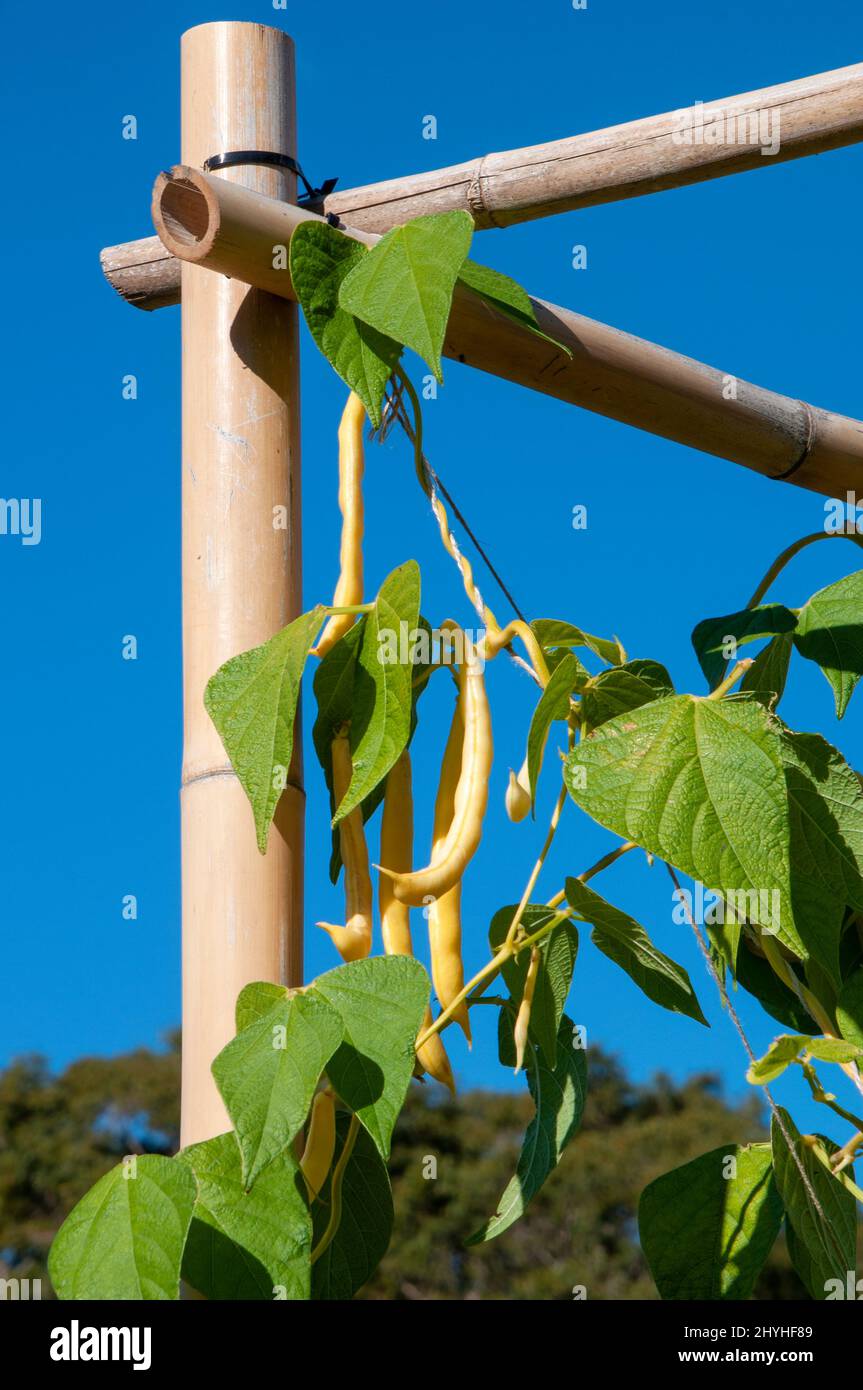 Climbing bean plant australia hi-res stock photography and images - Alamy