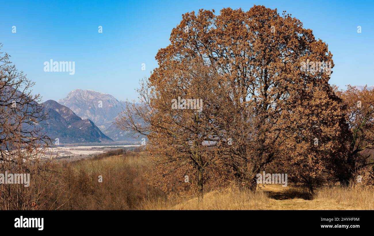 Beautiful oak tree on a hill with Julian alps in background Stock Photo