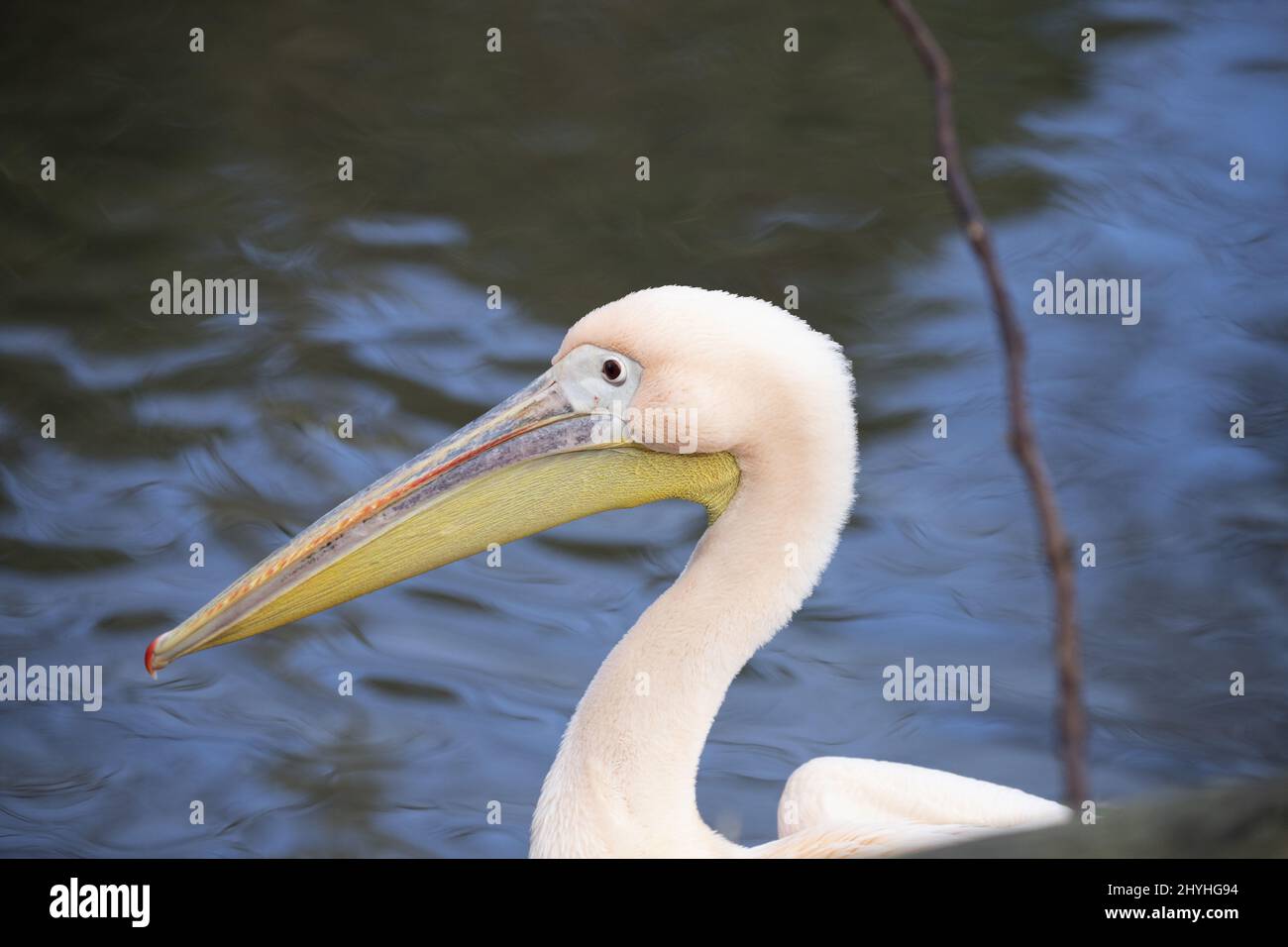 Pink pelican stands near the water in Newquay zoo Stock Photo Alamy