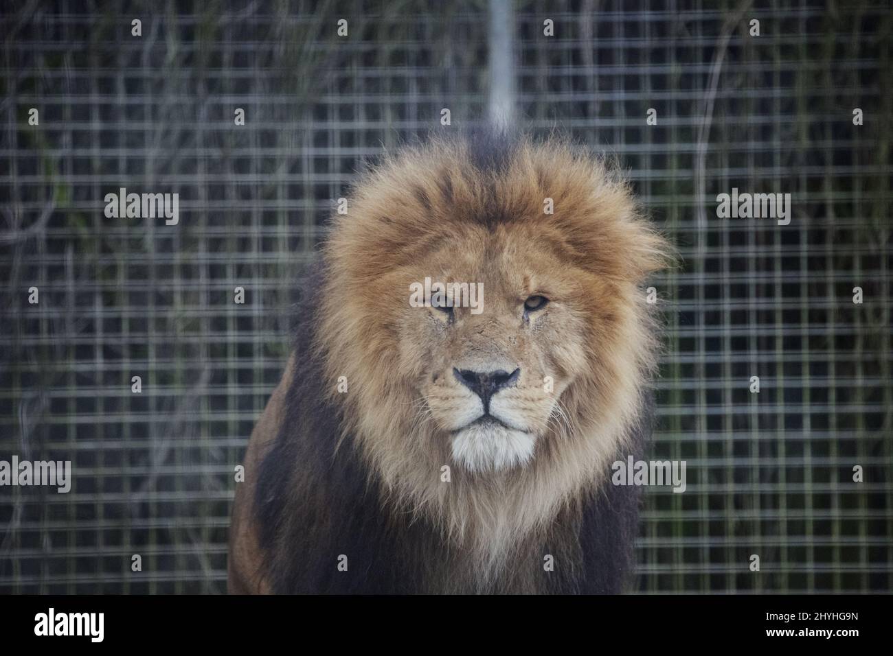 Barbary lion with a wild look in a Newquay Zoo Stock Photo Alamy