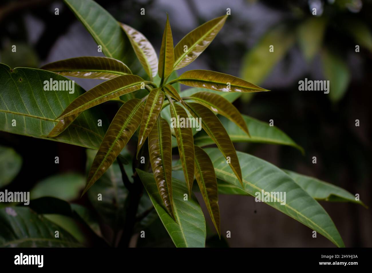 Green leaf turning brown hires stock photography and images Alamy