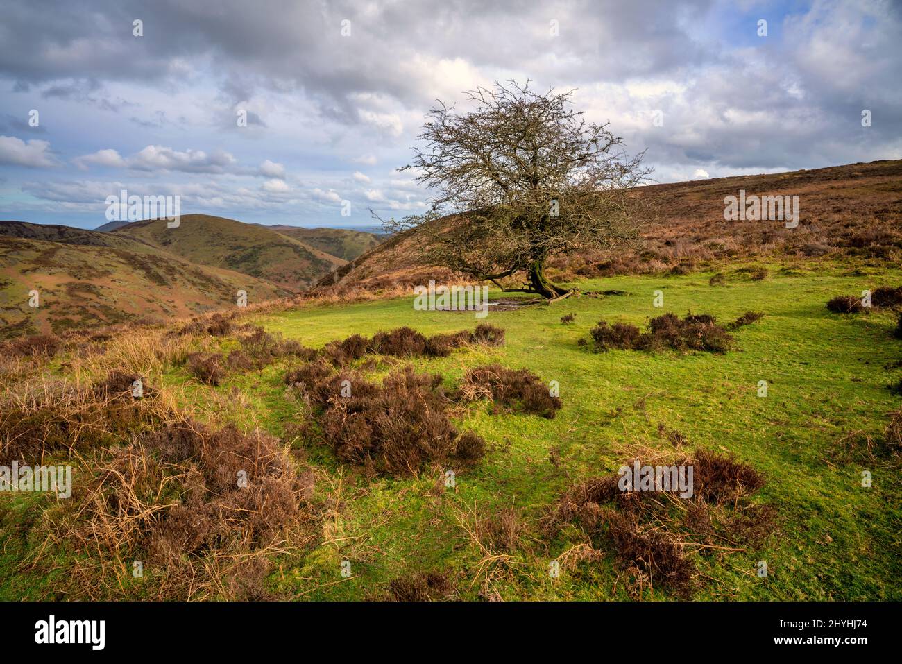 Lone tree amongst the heather in the Shropshire Hills, England Stock Photo
