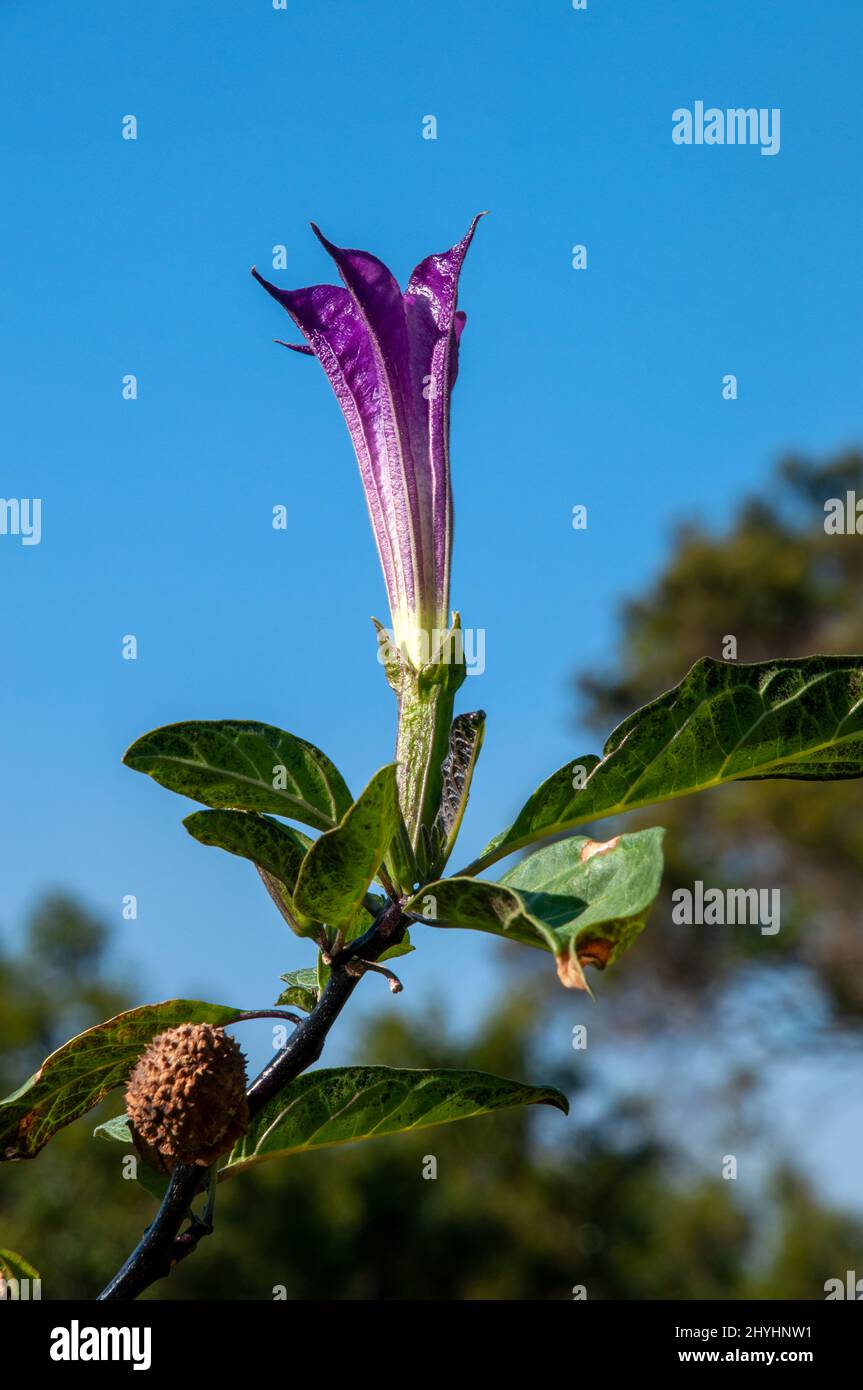 Sydney Australia, trumpet shaped flower of a purple datura plant