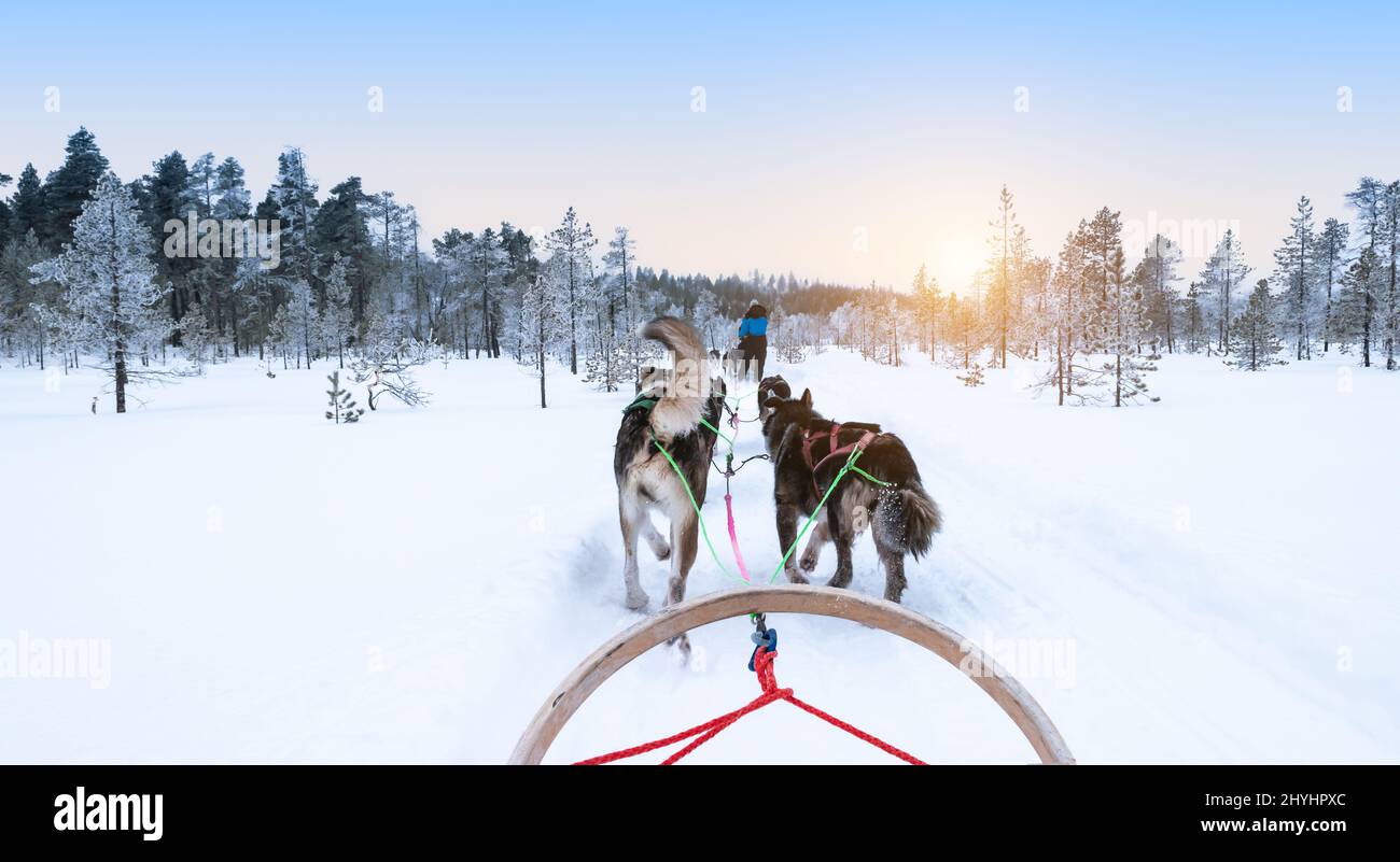 Dog sledding in snowy winter forest, Finland, Lapland. Stock Photo