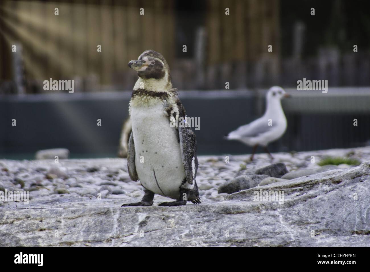 Shallow focus shot of a humboldt penguin standing on rocks and a black-headed gull walking behind it Stock Photo