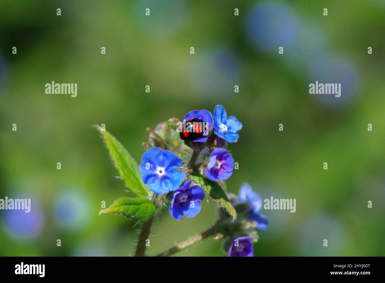 Shallow focus shot of an ladybug standing on alkanet flowering plant in bright sunlight Stock Photo