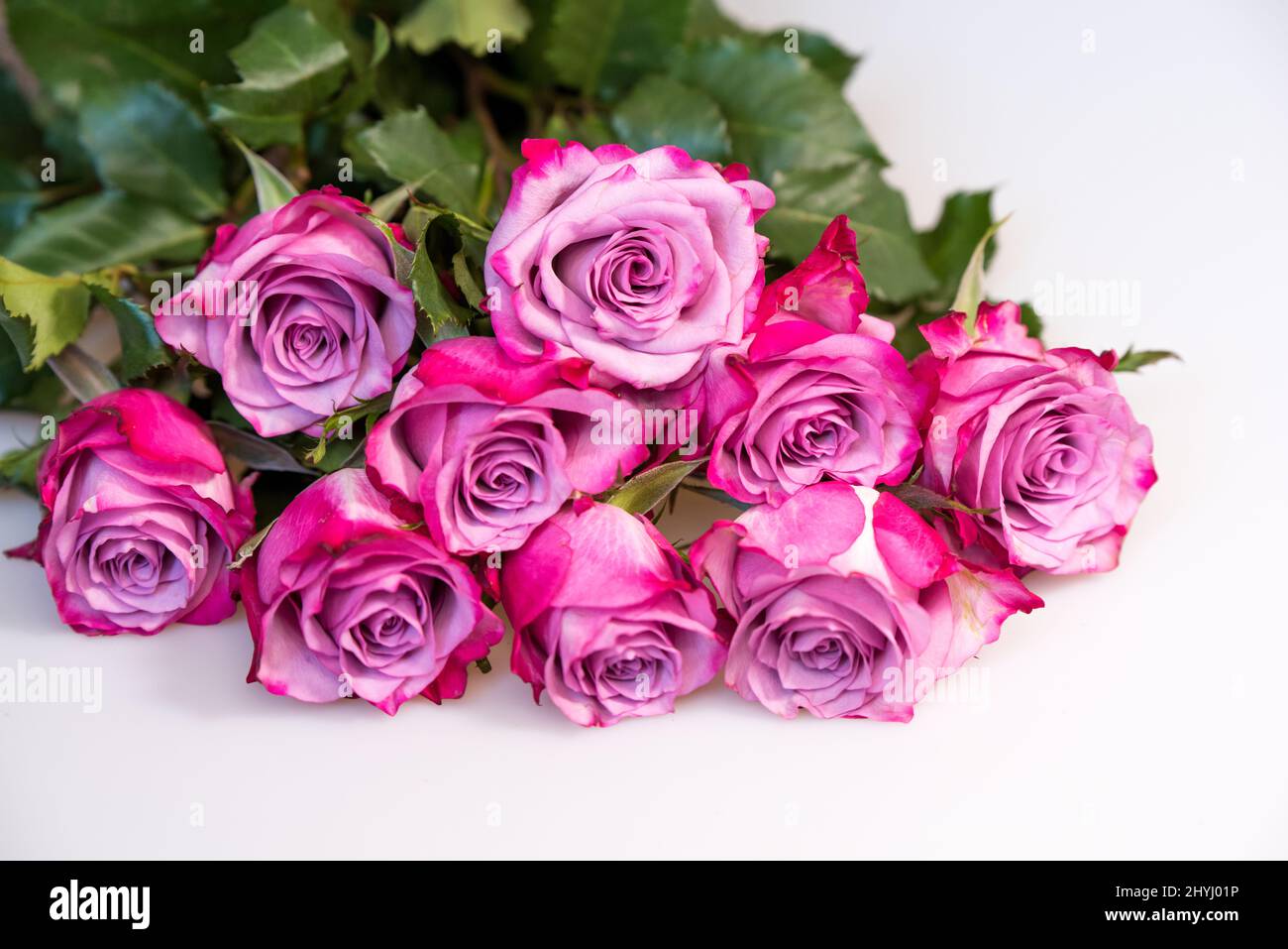 Purple Roses White Background