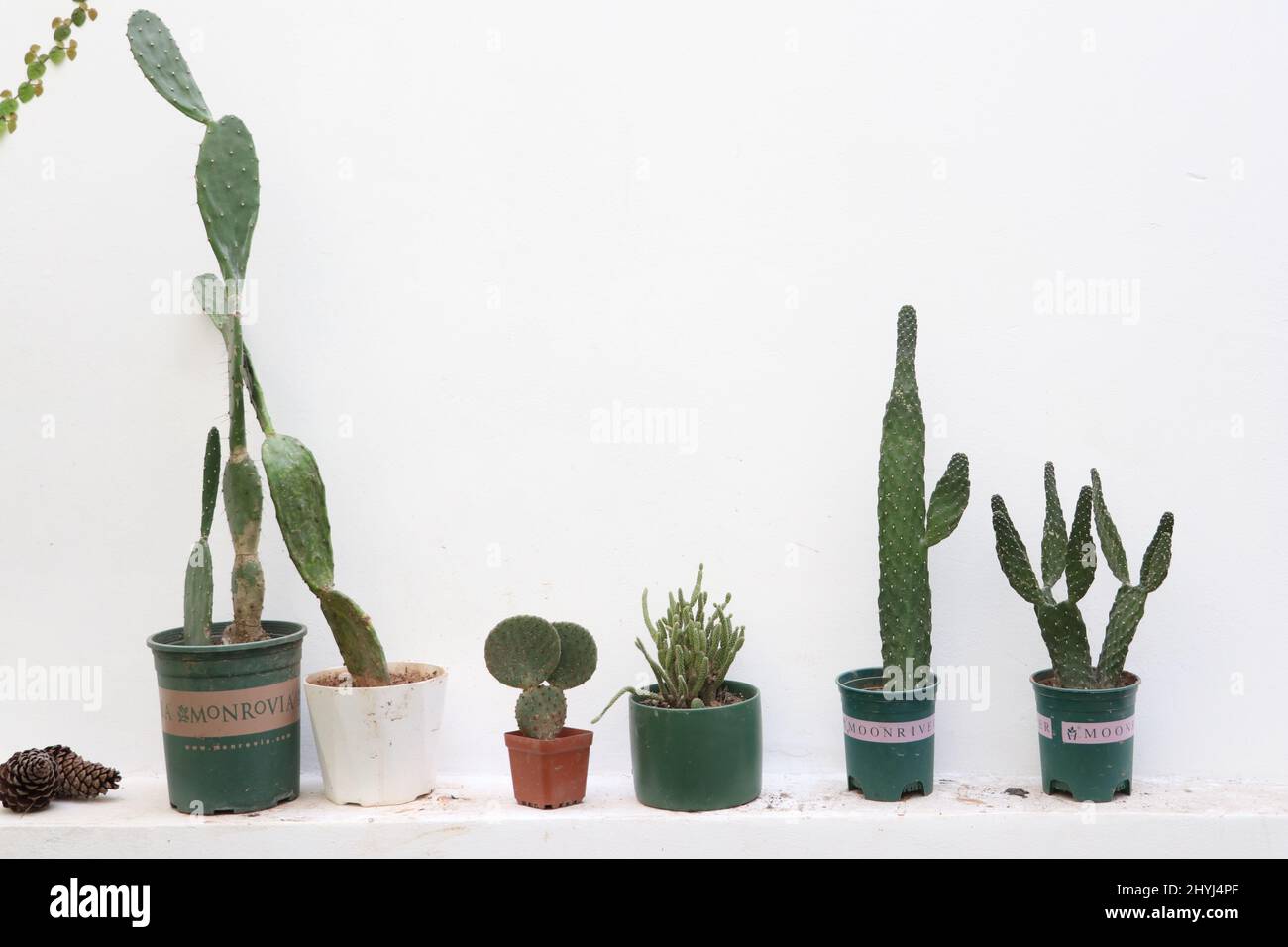 Indoor succulents cactus hi-res stock photography and images - Alamy