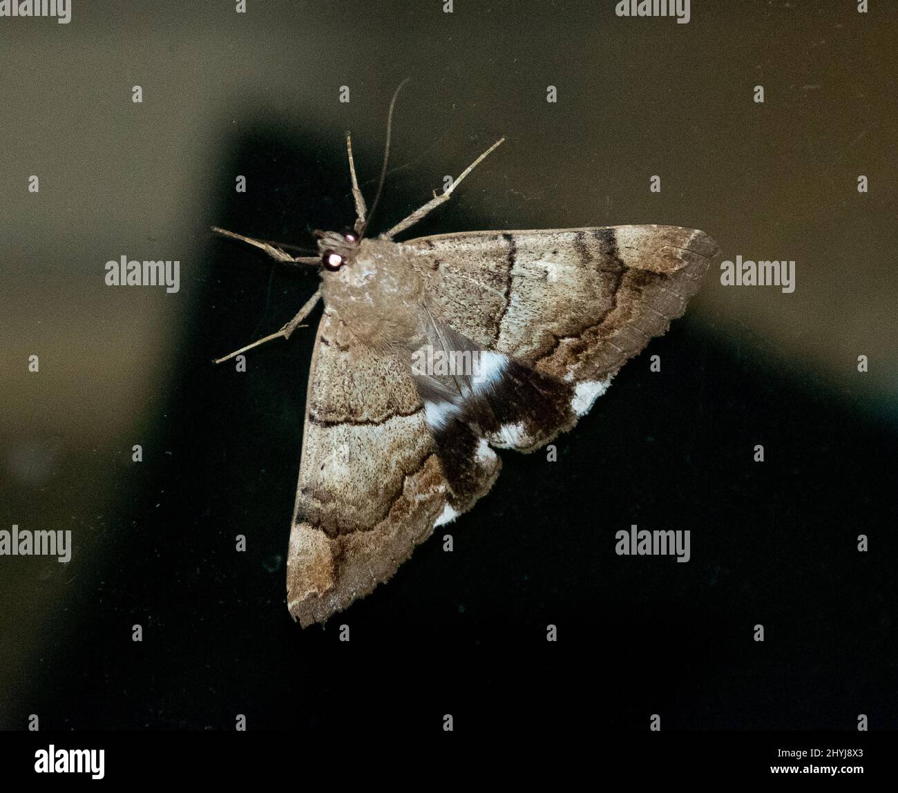 Australian White underwing moth, Achaea eusciasta, with intricately patterned forewings and black and white hindwings. Queensland, dark background. Stock Photo