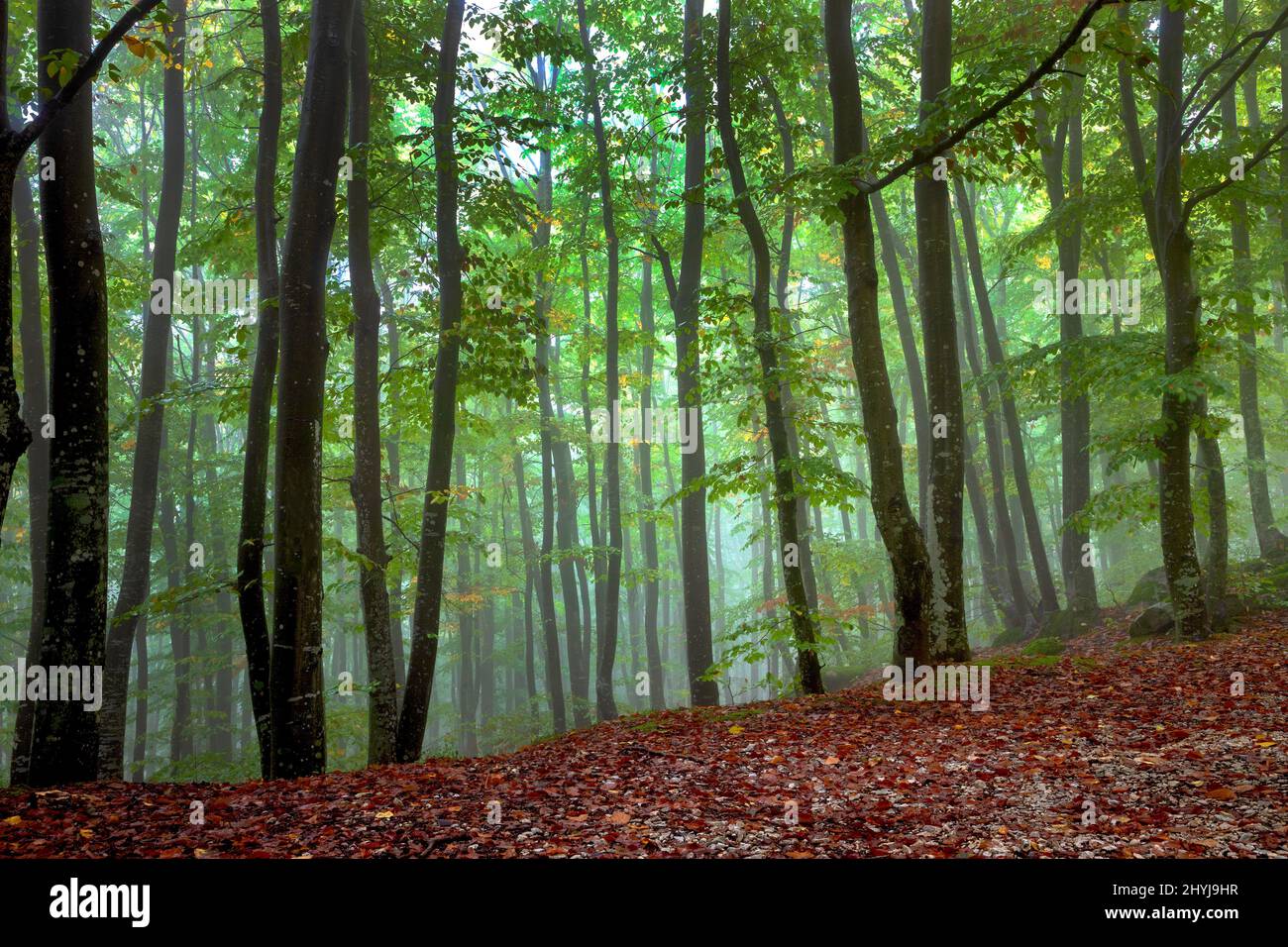 View inside pine forest hi-res stock photography and images - Alamy