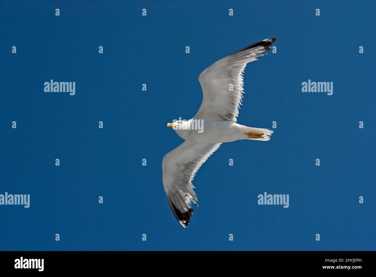 Yellow-legged gull (Larus cachinnans) in flight, Isola del Giglio,Tuscany, Italy Stock Photo