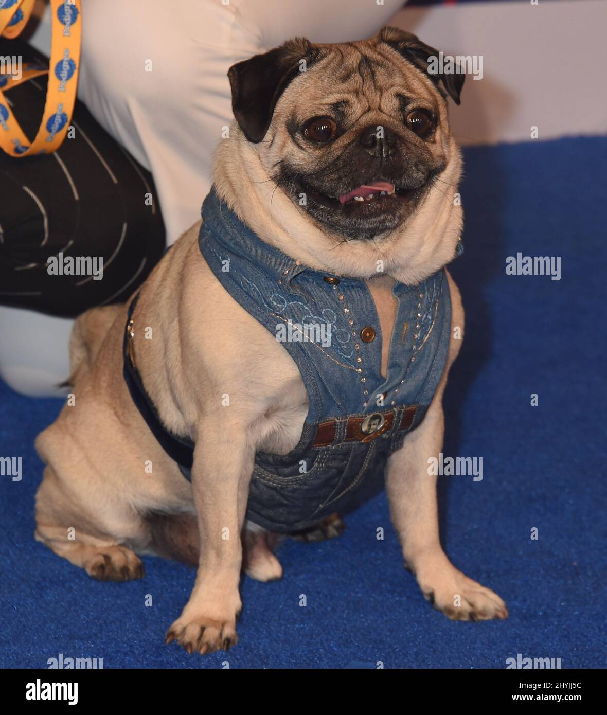 Doug the pug hires stock photography and images Alamy