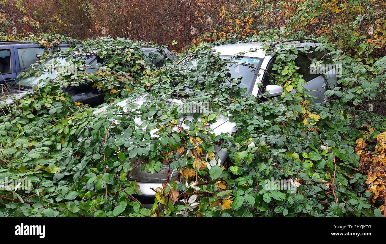 Lost places, overgrown cars, shut down of cars as a result of fuel price increases, Berlin, Germany Stock Photo