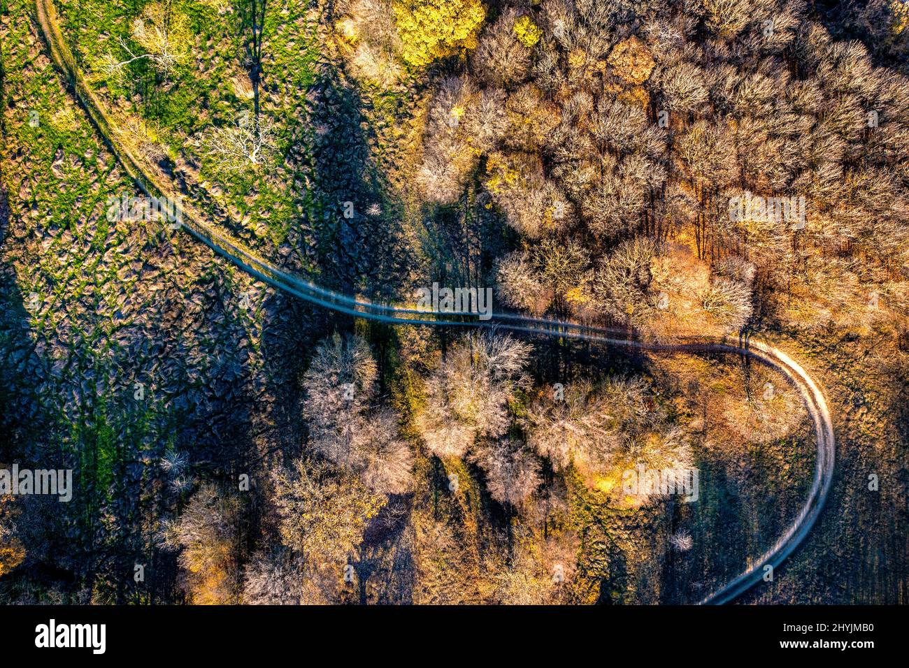 aerial top view from drone of park autumn landscape with trees, and ...
