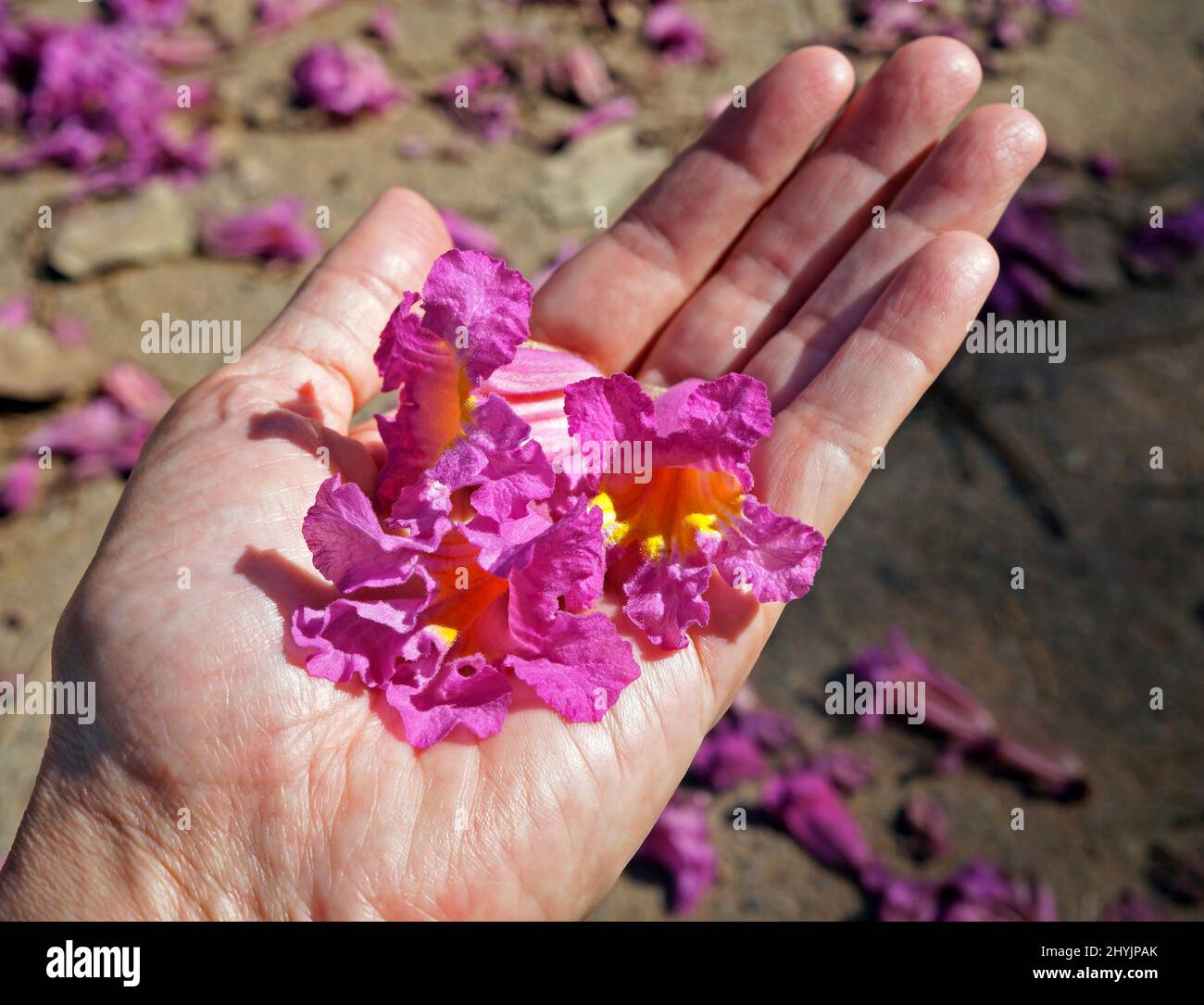 Pink ipe or pink trumpet tree flowers, (Handroanthus impetiginosus) on hand Stock Photo