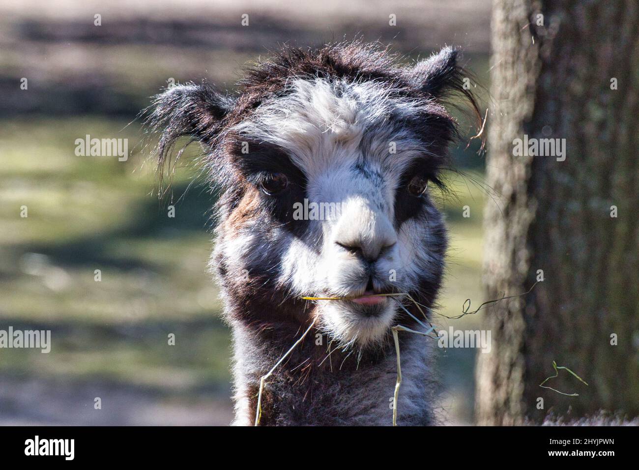 Alpaka Portrait Stock Photo