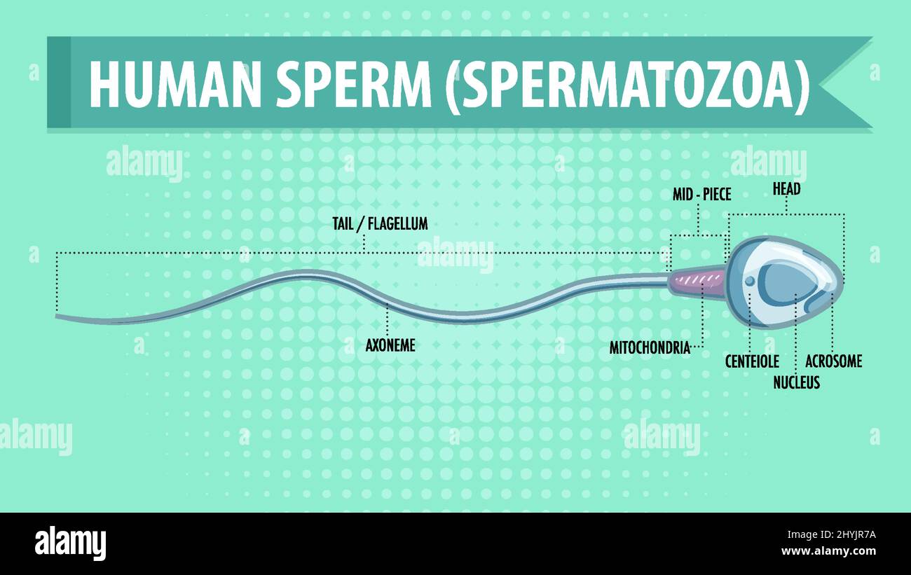 Diagram showing human sperm spermatozoa illustration Stock Vector