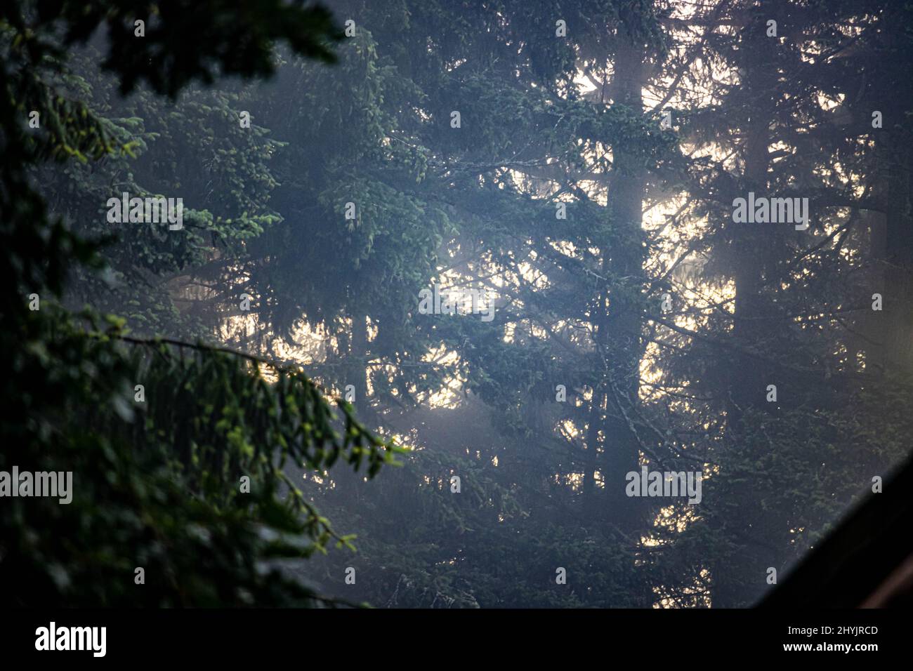 Beautiful shot growing trees hi-res stock photography and images - Alamy