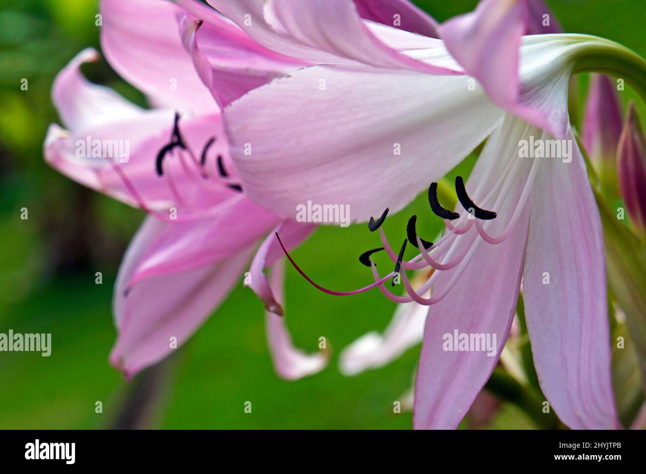 Jersey lily or belladonna-lily flowers (Amaryllis belladonna), Ouro Preto, Brazil Stock Photo