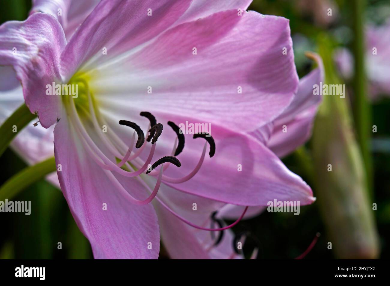 Jersey lily hires stock photography and images Alamy
