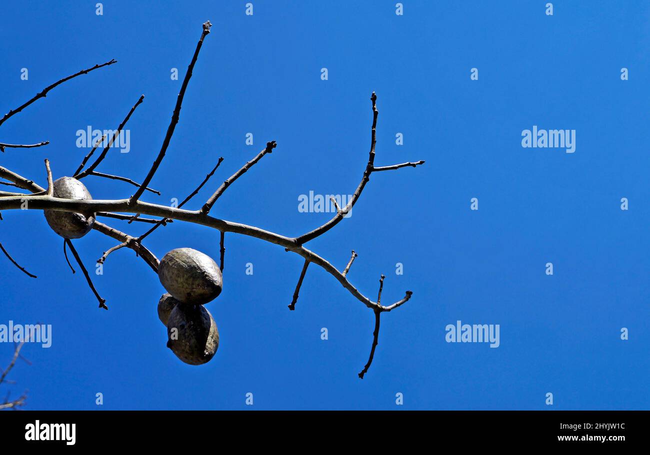 Silk Floss Tree fruits (Ceiba speciosa or Chorisia speciosa) Stock Photo