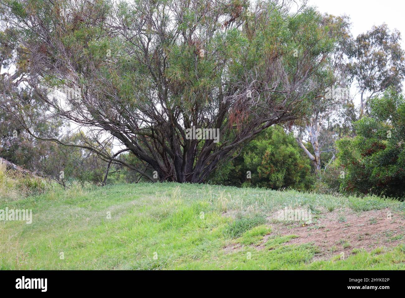 Summer landscape with trees in parkland Stock Photo Alamy