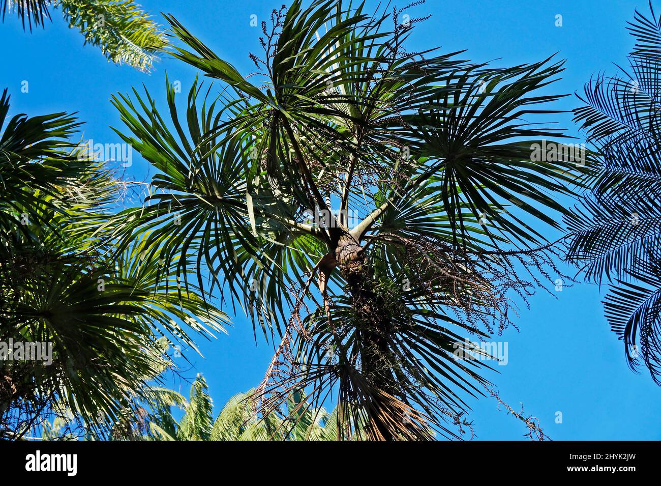 Exotic palm tree (Mauritiella aculeata) Stock Photo