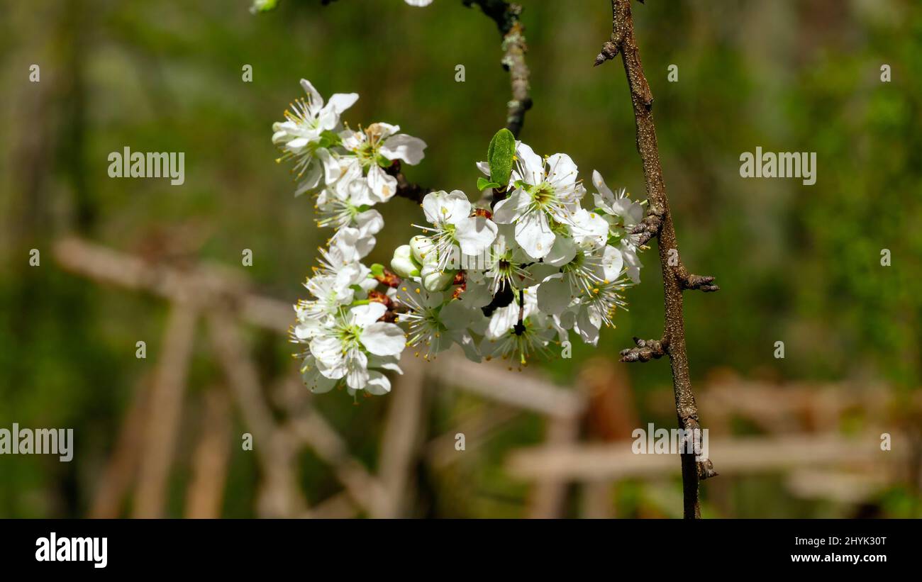 Closeup of the blooming cherry tree branch with white flowers Stock ...