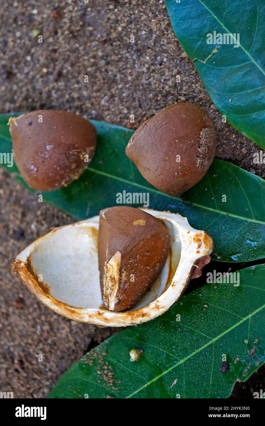 Crabwood tree seed or Andiroba seed (Carapa guianensis) on soil Stock Photo