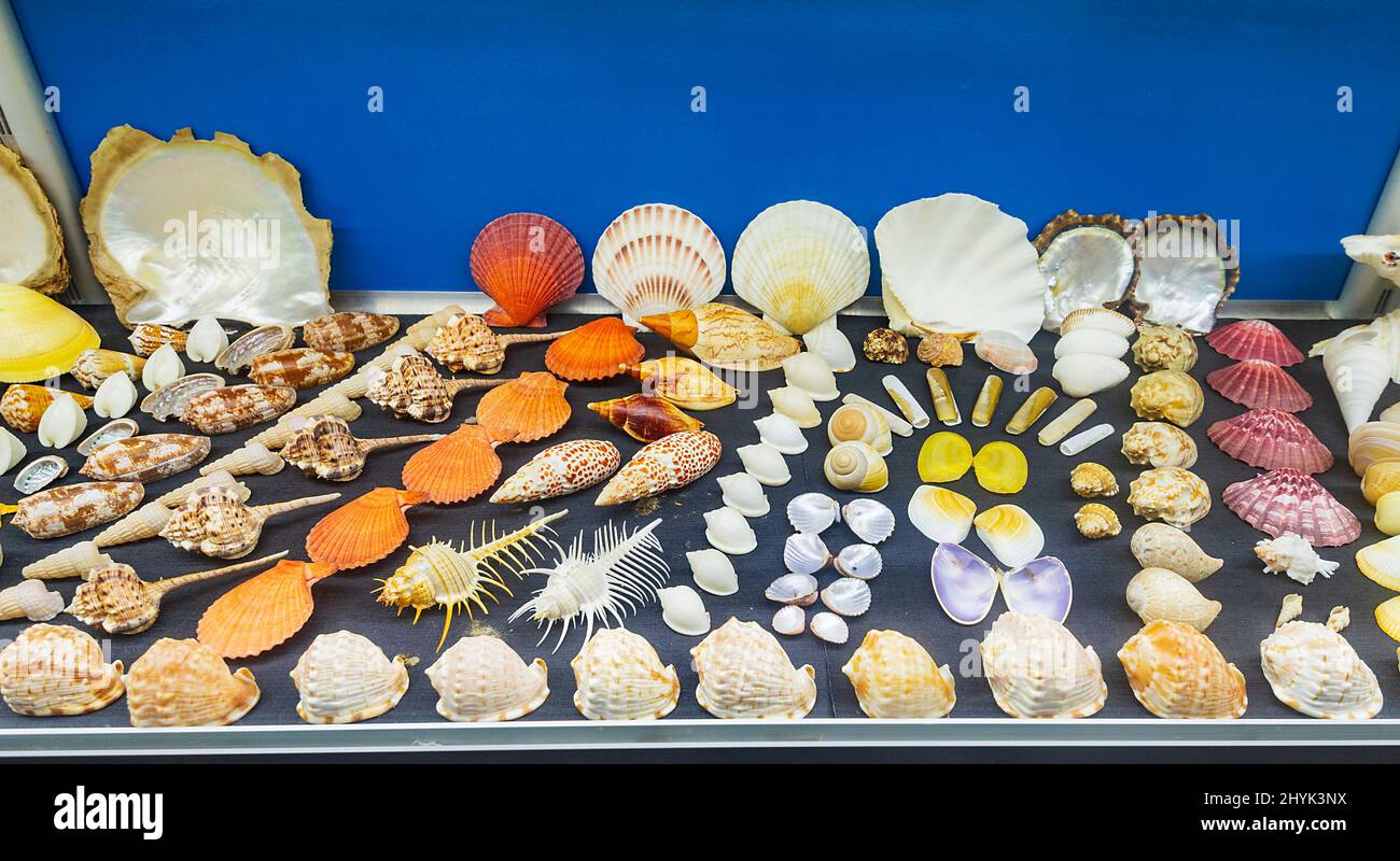 A collection of seashells on display at the Historic Whaling Station Museum, near Albany, Western Australia, WA, Australia Stock Photo