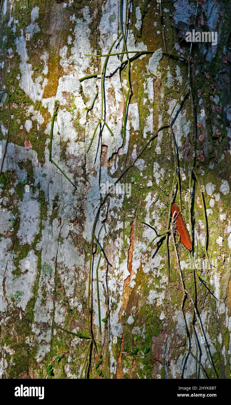 Crabwood tree trunk or Andiroba tree trunk (Carapa guianensis) Stock Photo