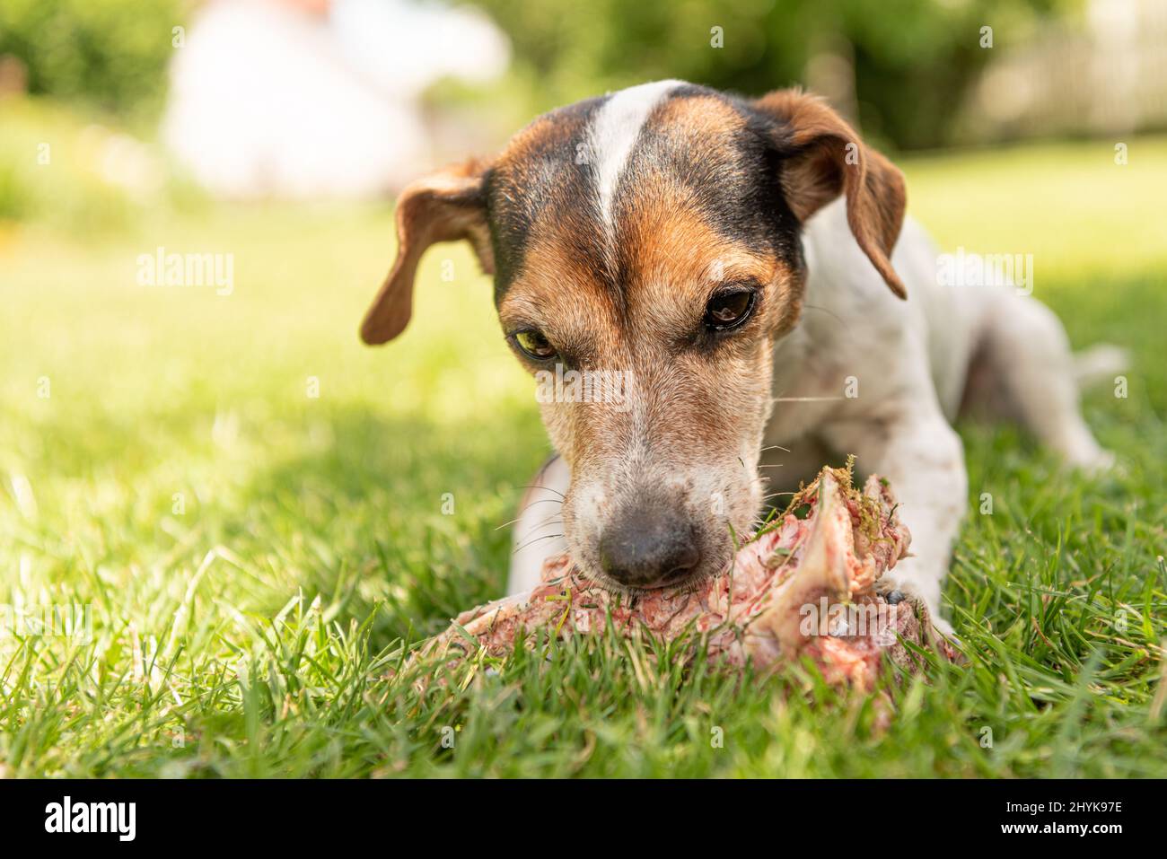 small cute Jack Russell Terrier dog eats a bone with meat and chews
