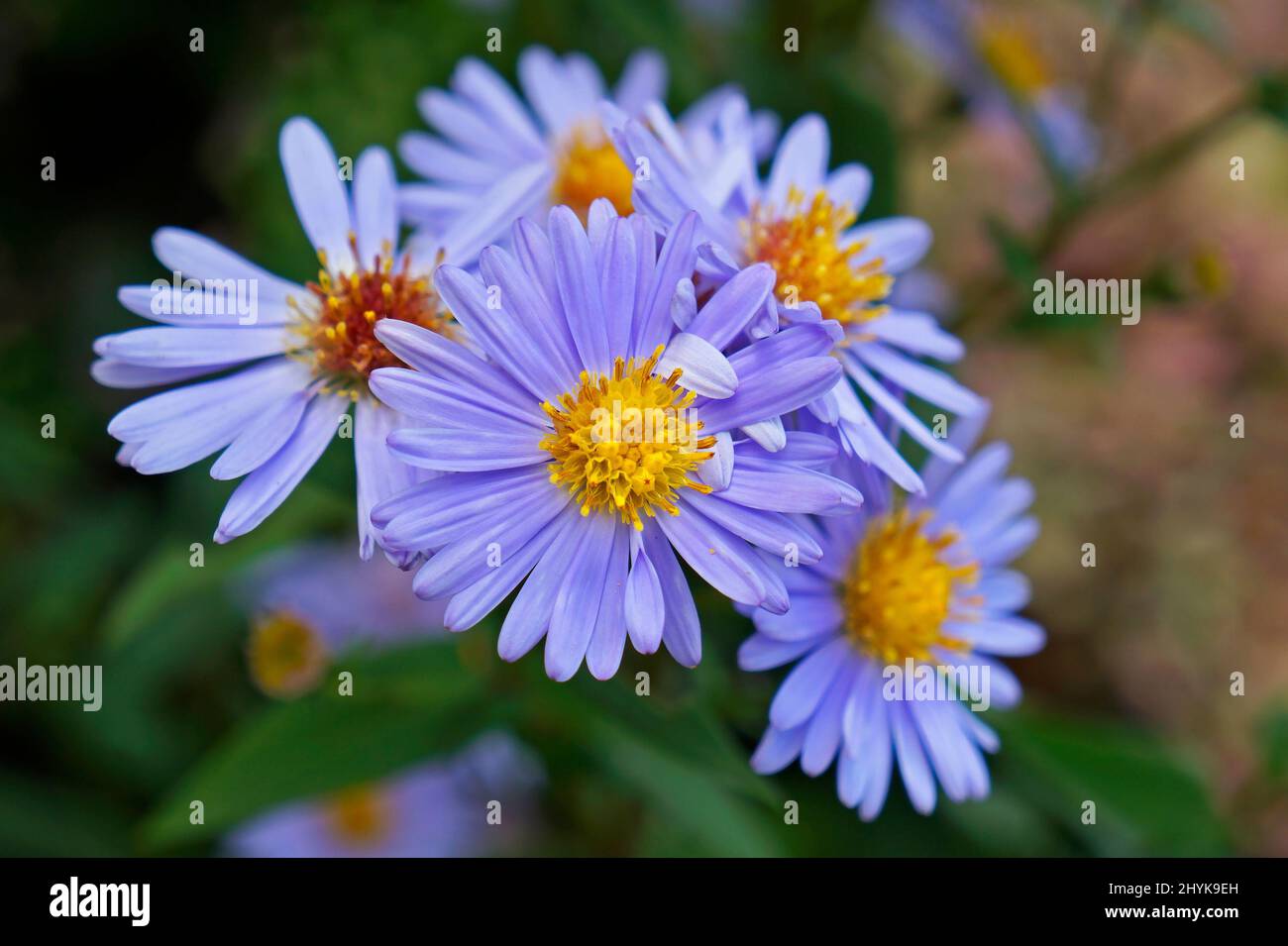 European Michaelmas-daisy flowers (Aster amellus) Stock Photo