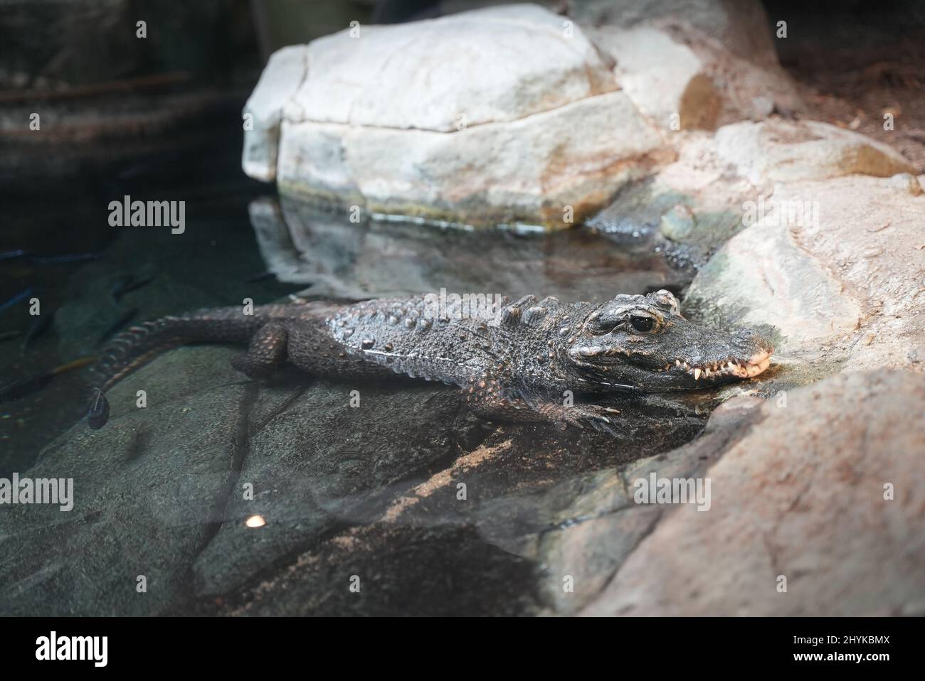 Animals waking up in the spring time from the Minnesota Zoo Stock Photo