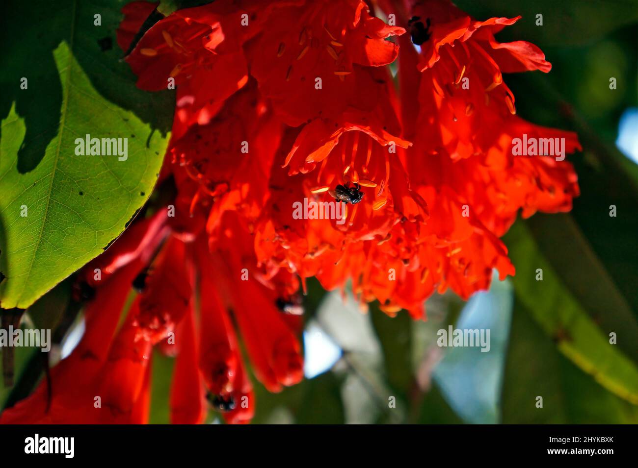 Scarlet flame bean flowers or mountain rose flowers (Brownea grandiceps) Stock Photo