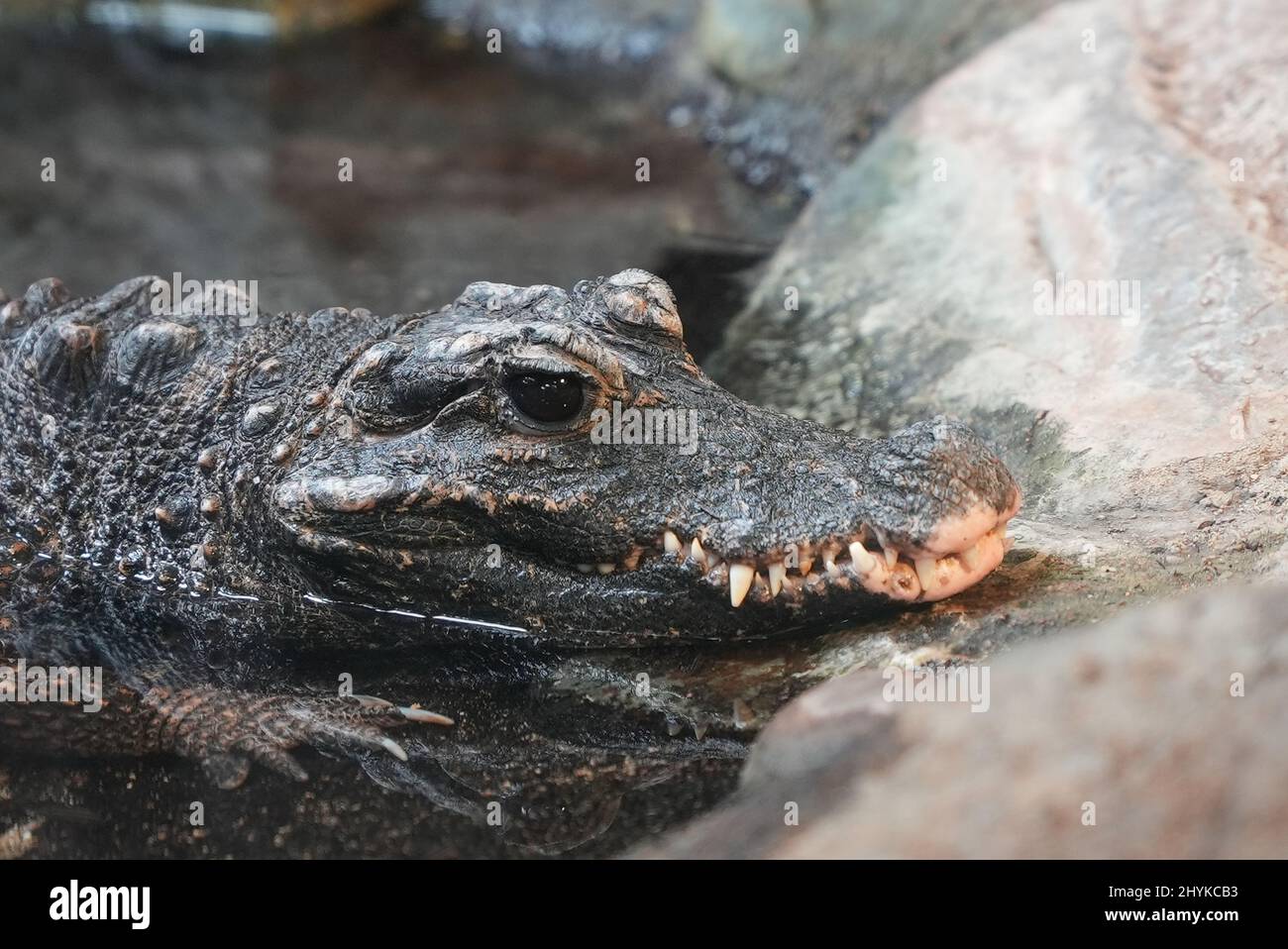 Animals waking up in the spring time from the Minnesota Zoo Stock Photo