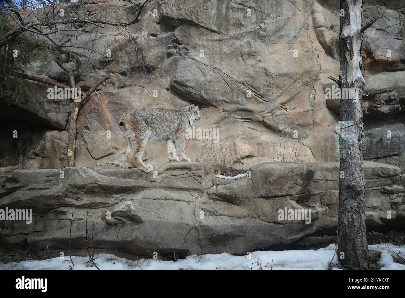 Animals waking up in the spring time from the Minnesota Zoo Stock Photo Alamy